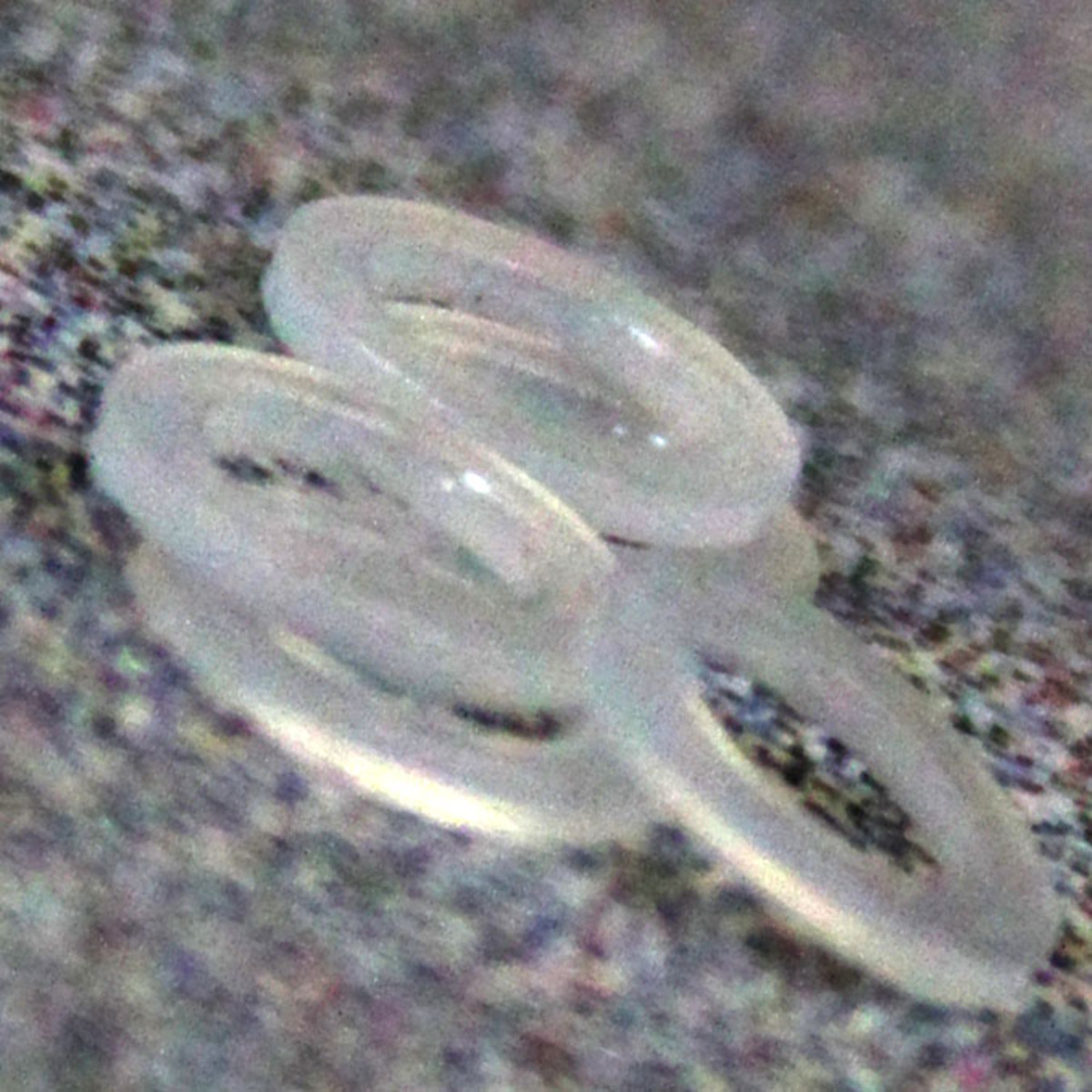 Washer Gasket, Nylon, Fisher Scientific, Welch, Part# 413175